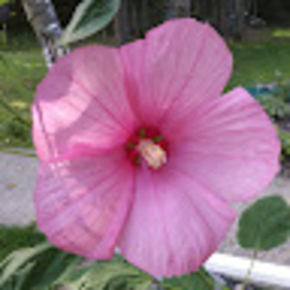 Meet your Posher, Amy - Picture 1 of 1